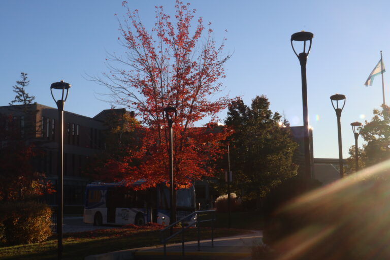 camous in golden light