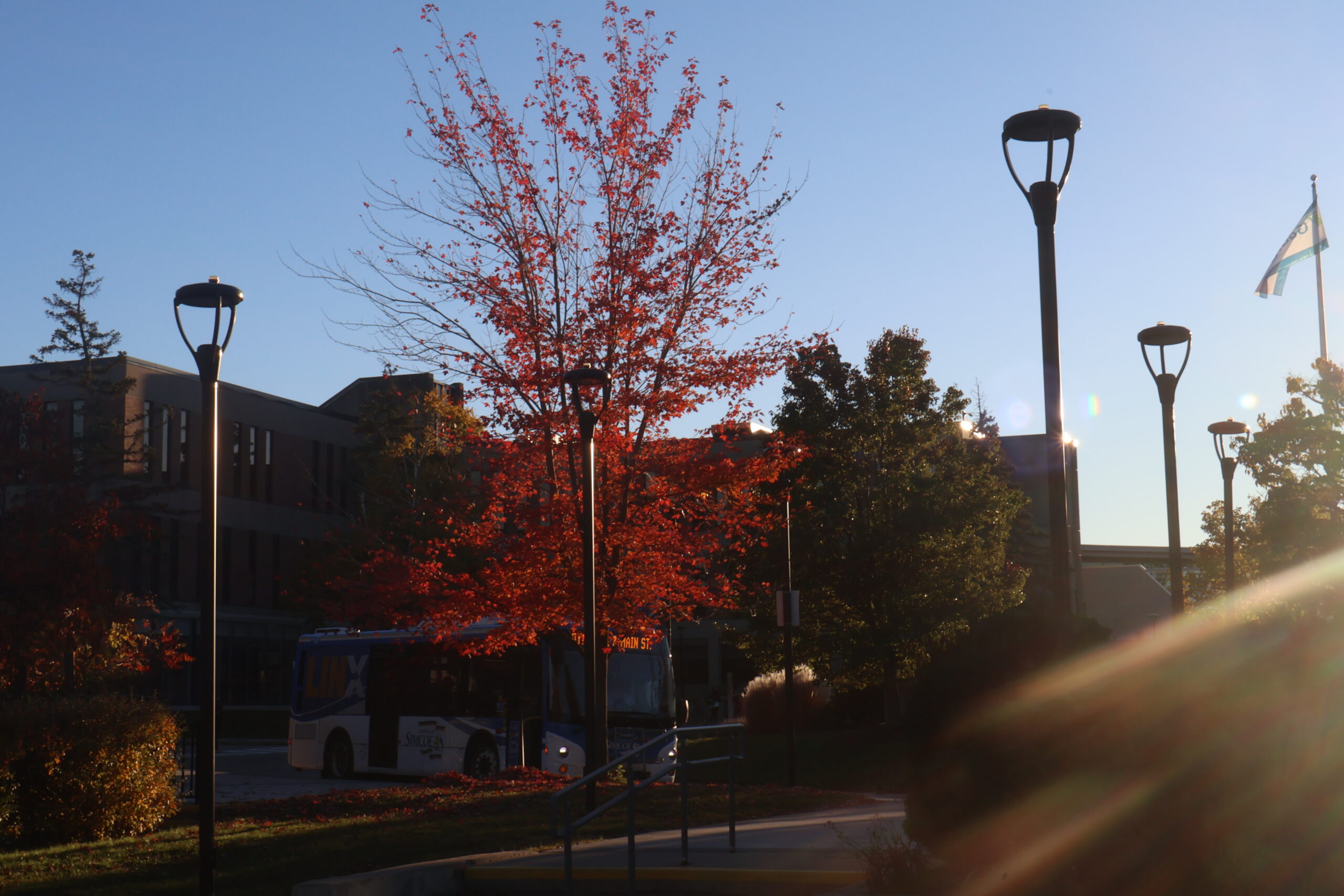 camous in golden light